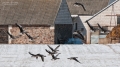 021_Biebrza - marzec 2013